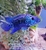 Gold cobra snakehead, electric blue Jack dempsey and pink oscar.