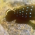 WANTED: Goby Cichlids