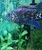 Electric blue Jack dempsey and pink oscar & Gold cobra snakehead.
