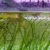 Guppies various colours
