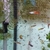 Guppies various colours