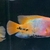 South American chiclids