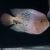 South American chiclids