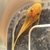 Stunning blue eye lemon bristlenos plecos 3cm-4cm