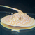 Golden Base Albino X Albino Pearl Female Stingray Pup