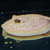 Golden Base Albino X Albino Pearl Female Stingray Pup