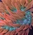 Rainbow Bubble Tip Tri-Colour Anemone