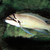 WANTED: Chalinochromis Brichardi