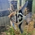 Matured Male Angelfish
