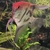 Matured Male Angelfish