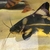 Tropical fish joblot
