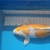Japanese Koi for Sale