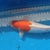Japanese Koi for Sale