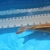 Japanese Koi for Sale