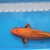 Japanese Koi for Sale