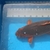 Japanese Koi for Sale