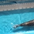 Japanese Koi for Sale