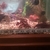 4.5 inch hoplo catfish.