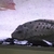 Large L95 Pinecone Pleco 11 to 12"