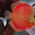 Discus for sale