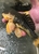Pleco L056