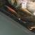 Large L25 Pleco 10 to 11 nches