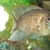Blue Acara male approx 6 inches collection Wimbledon £30 ono