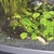 Tropical fish for sale Corys guppys tetras etc reduced