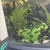 Tropical fish for sale Corys guppys tetras etc reduced