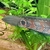Channa snakehead