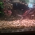 5 inch synodontis ocillifier catfish