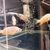 Rare Parachromis Dovii morphs wolf cichlid