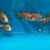Rare Parachromis Dovii morphs wolf cichlid