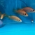 Rare Parachromis Dovii morphs wolf cichlid
