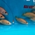 Rare Parachromis Dovii morphs wolf cichlid