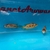 Rare Parachromis Dovii morphs wolf cichlid