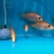 Rare Parachromis Dovii morphs wolf cichlid