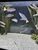 F1 Cyprichromis Leptosoma Utinta Breeding Group x5 - £100