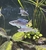 F1 Cyprichromis Leptosoma Utinta Breeding Group x5 - £100