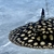 BD Female Stingray