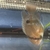 Keyhole Cichlid Cleithracara maronii