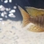 Strawberry malawi cichlids