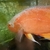 Albino Oscar Male approx 9 inch collection Wimbledon £40 ono