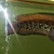Snakehead Channa Asiatica 12 inches - £40 ono