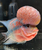 Flowerhorn Super Red Dragon