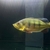 Peacock bass intermedia X ocellaris PRICE DROP £120