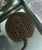 Het stingray BD X Pearl female