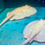 Golden Base Albino X Albino Pearl Female Stingray Pup