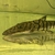 Tiger shovel nose 12 inch for sale