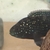 Breeding pair Jack Dempsey